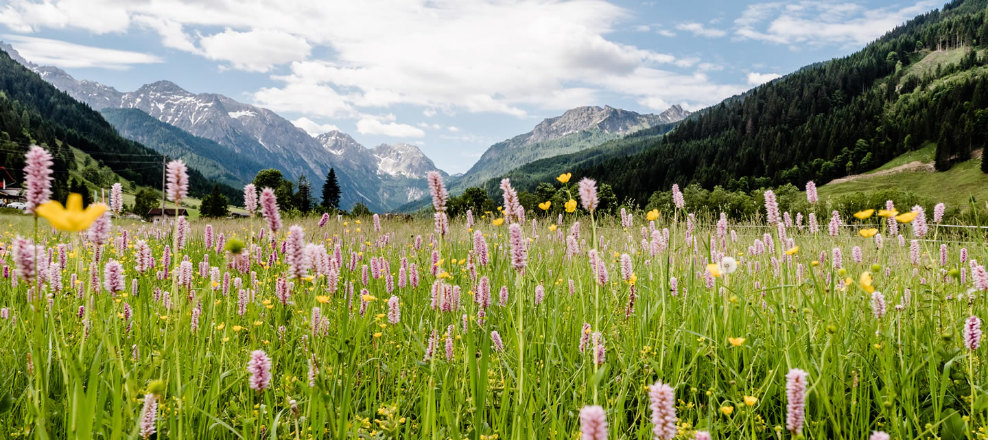 Sommerurlaub im Haus Elfi in Wagrain, Salzburger Land